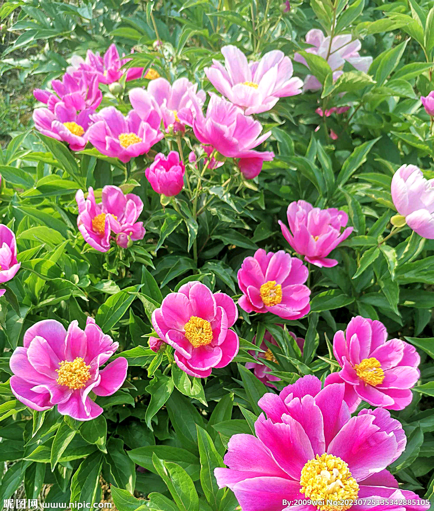芍药花开