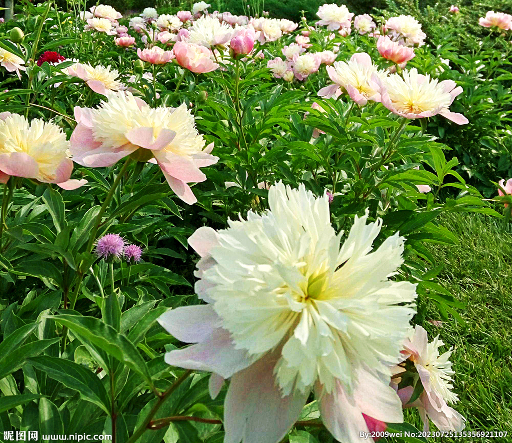 芍药花开