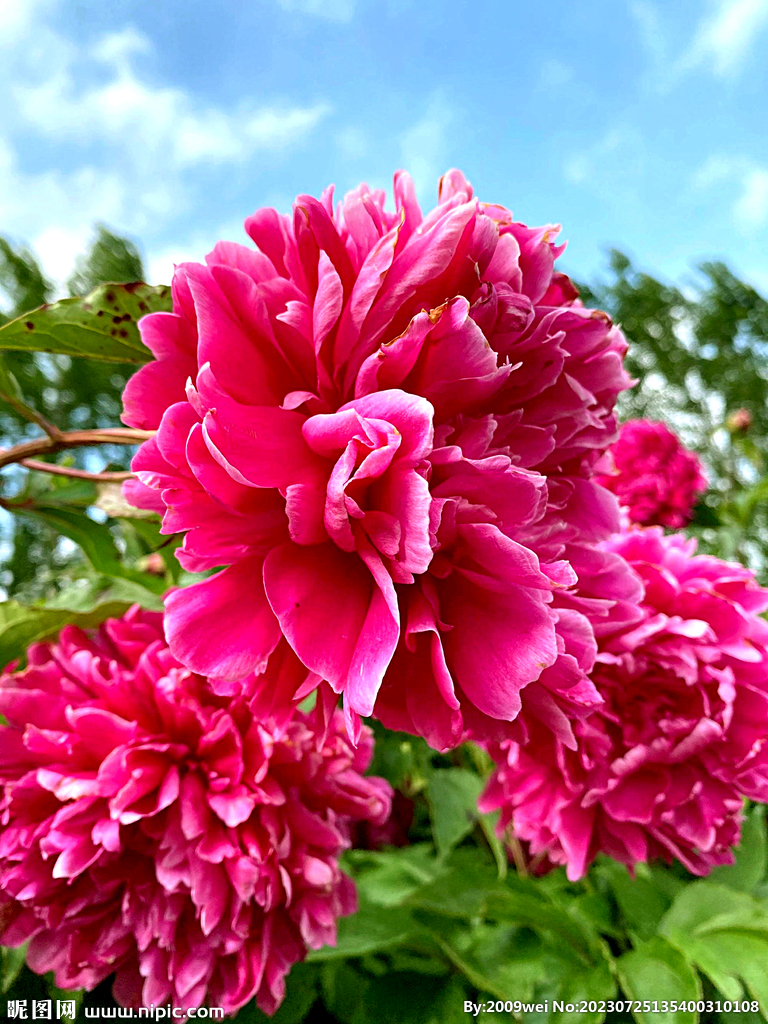 芍药花开