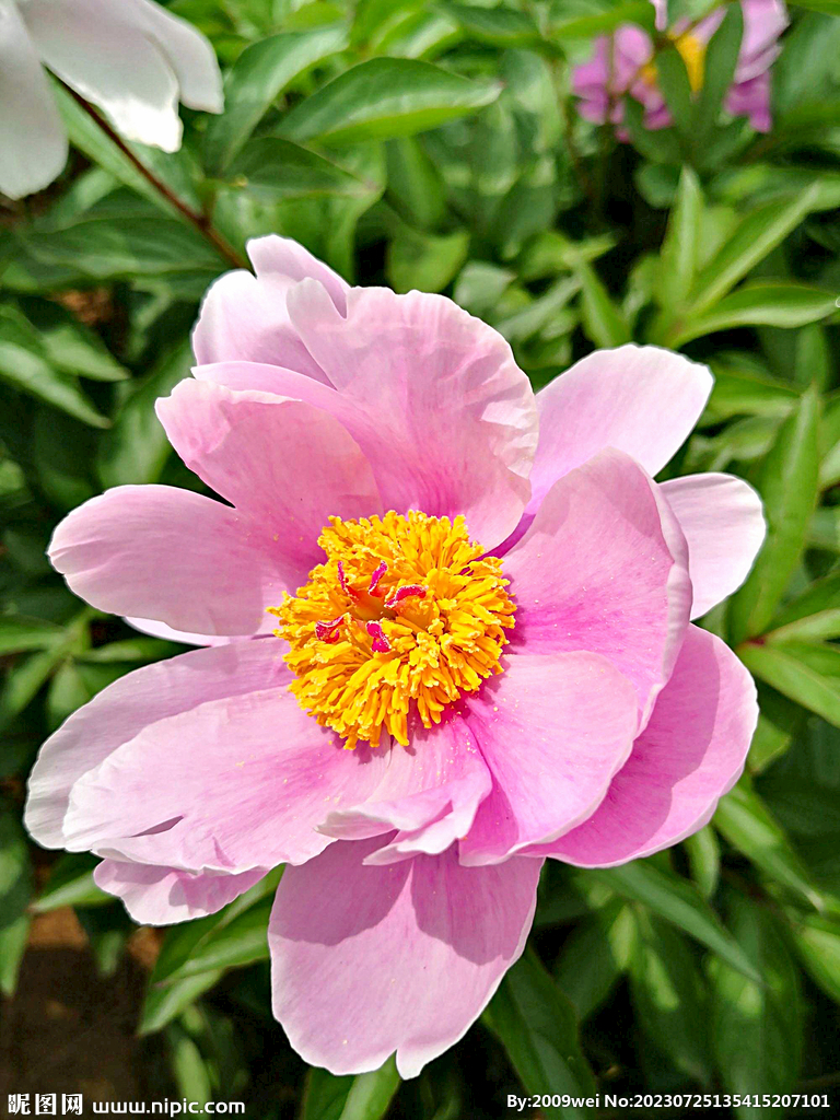 芍药花开