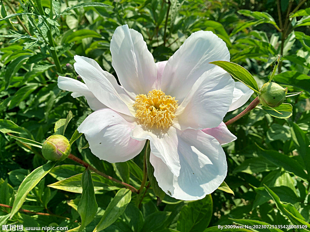 芍药花开