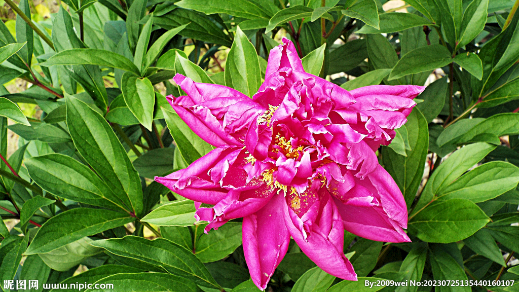 芍药花开