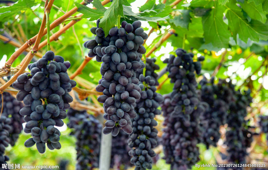 藤上的葡萄