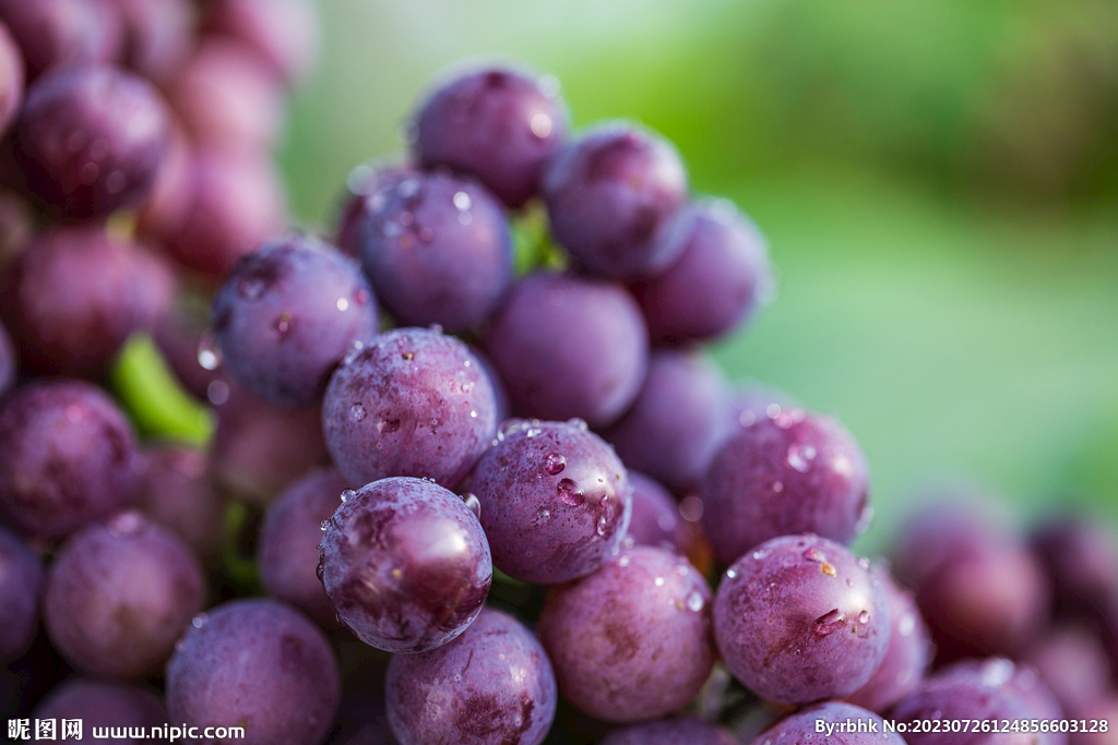 葡萄高清图