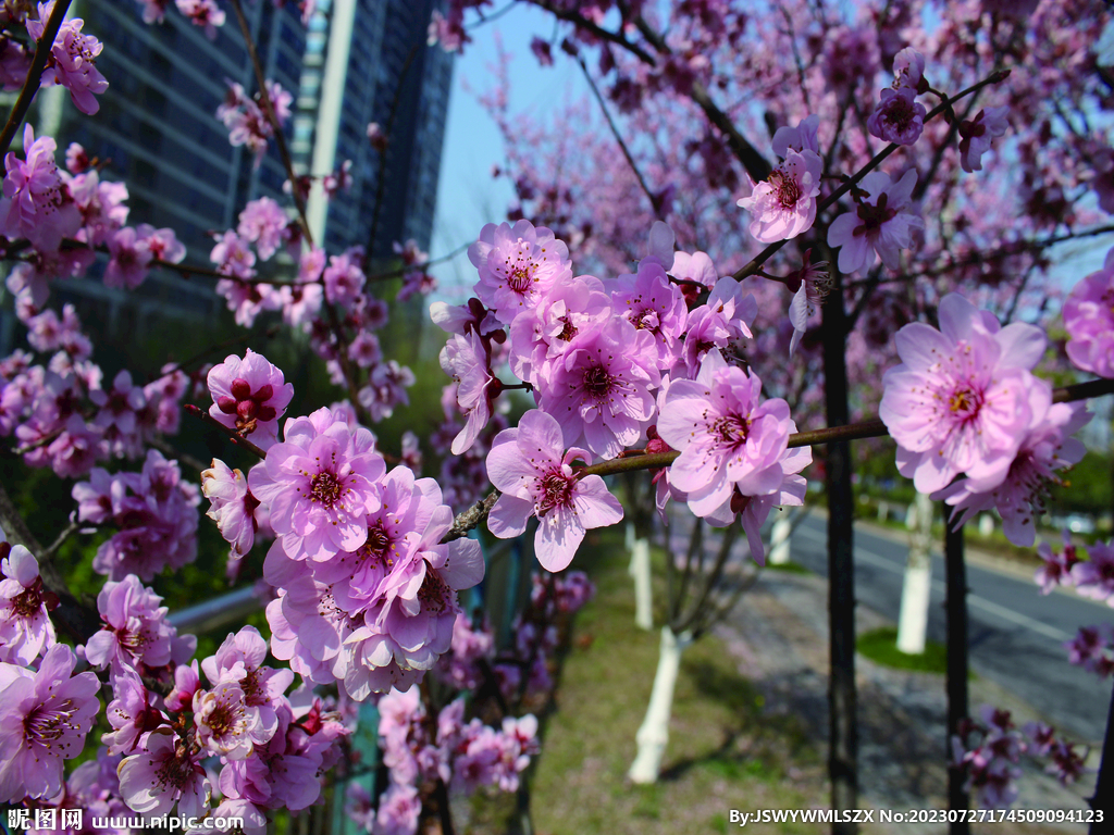 桃花   春天