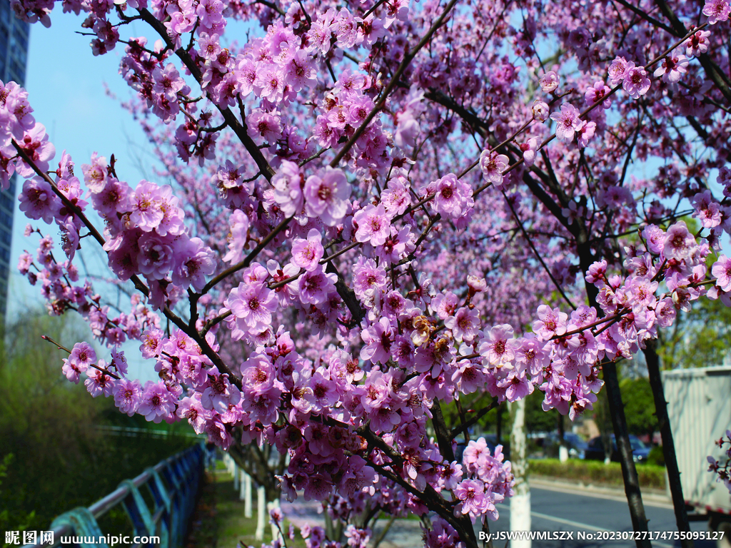 桃花   春天  