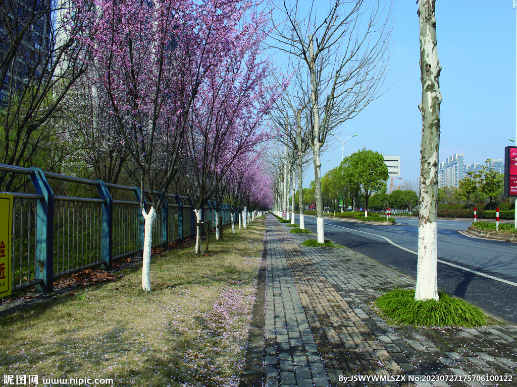 桃花 街道 路