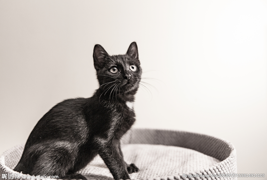 黑色小黑猫