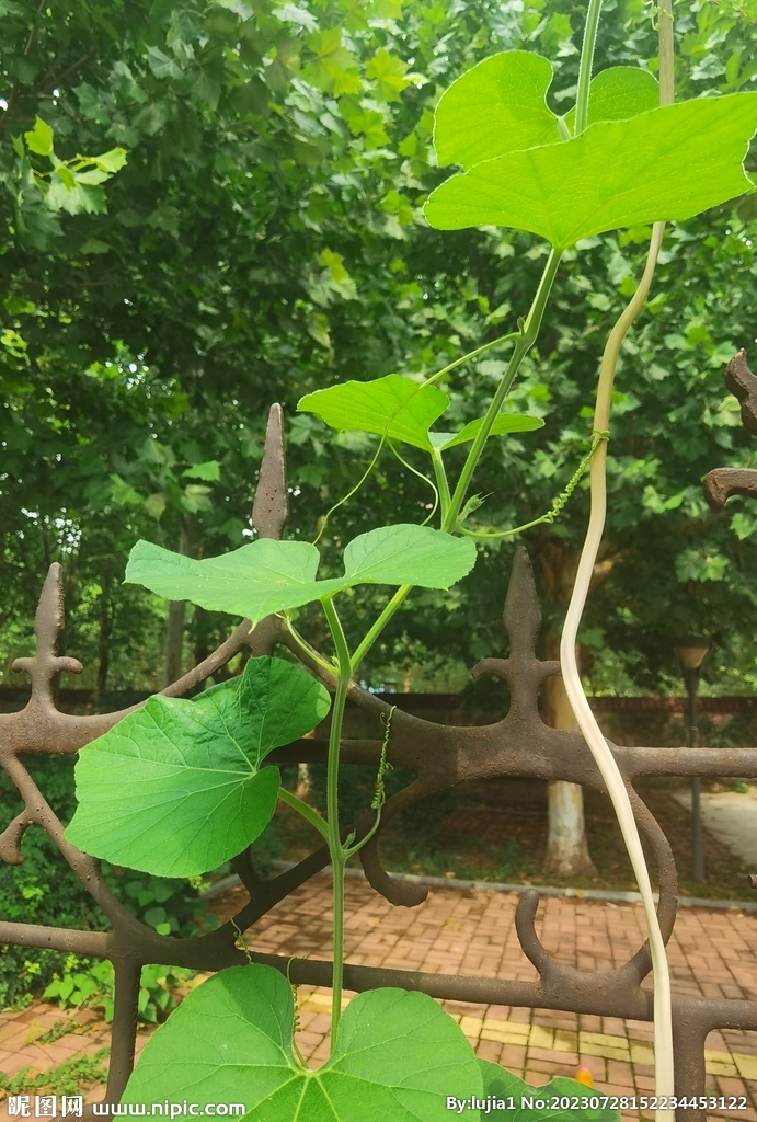 葫芦