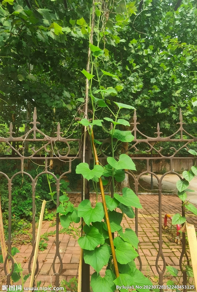 葫芦