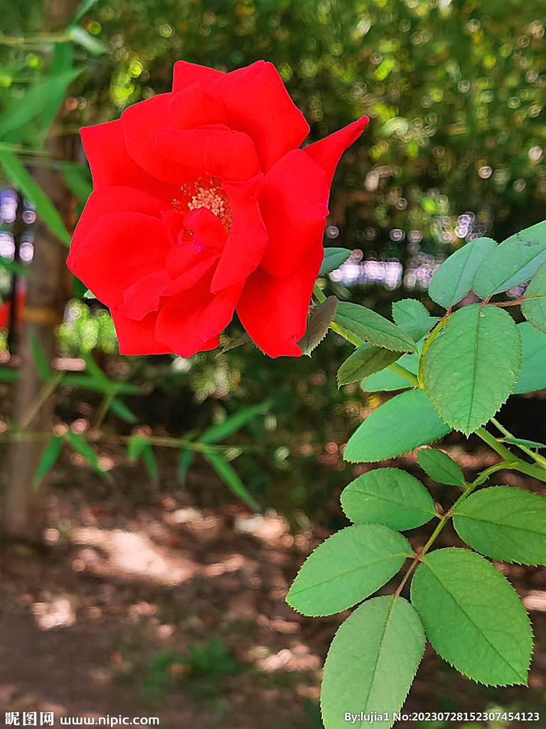 月季