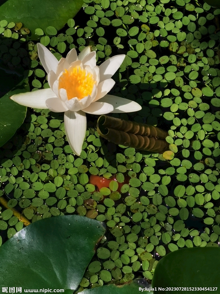 睡莲