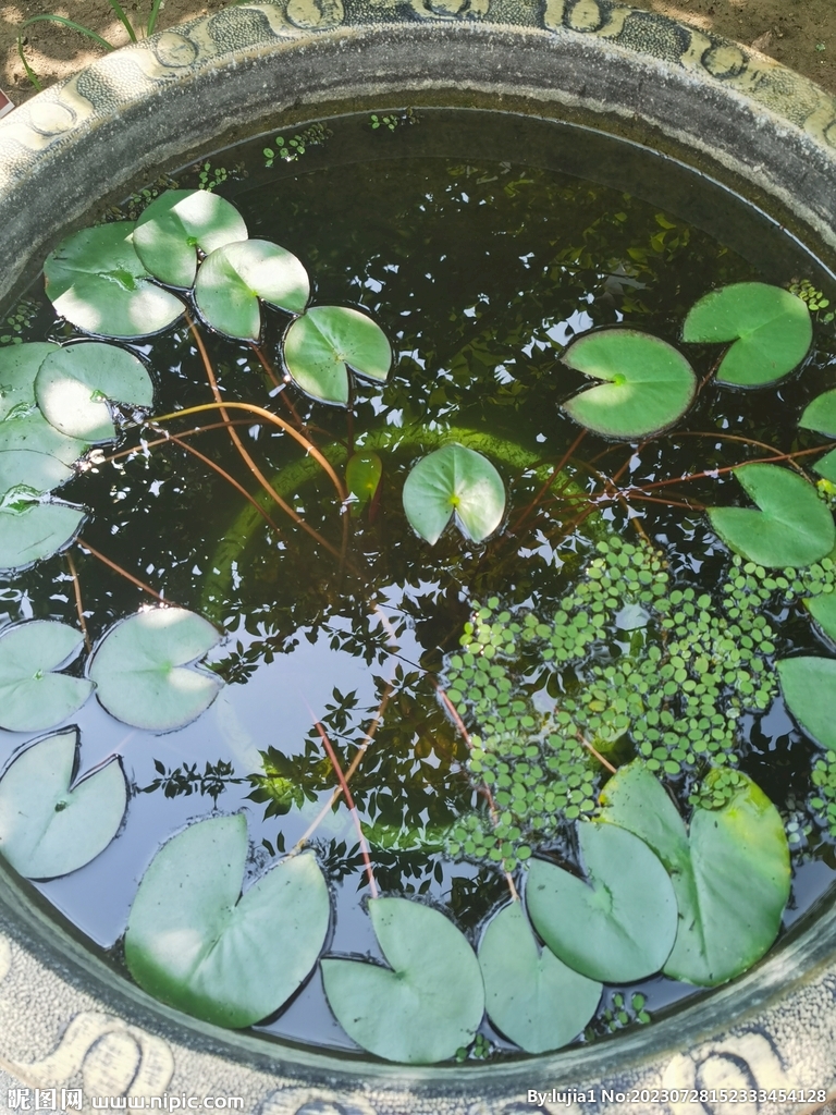 睡莲 