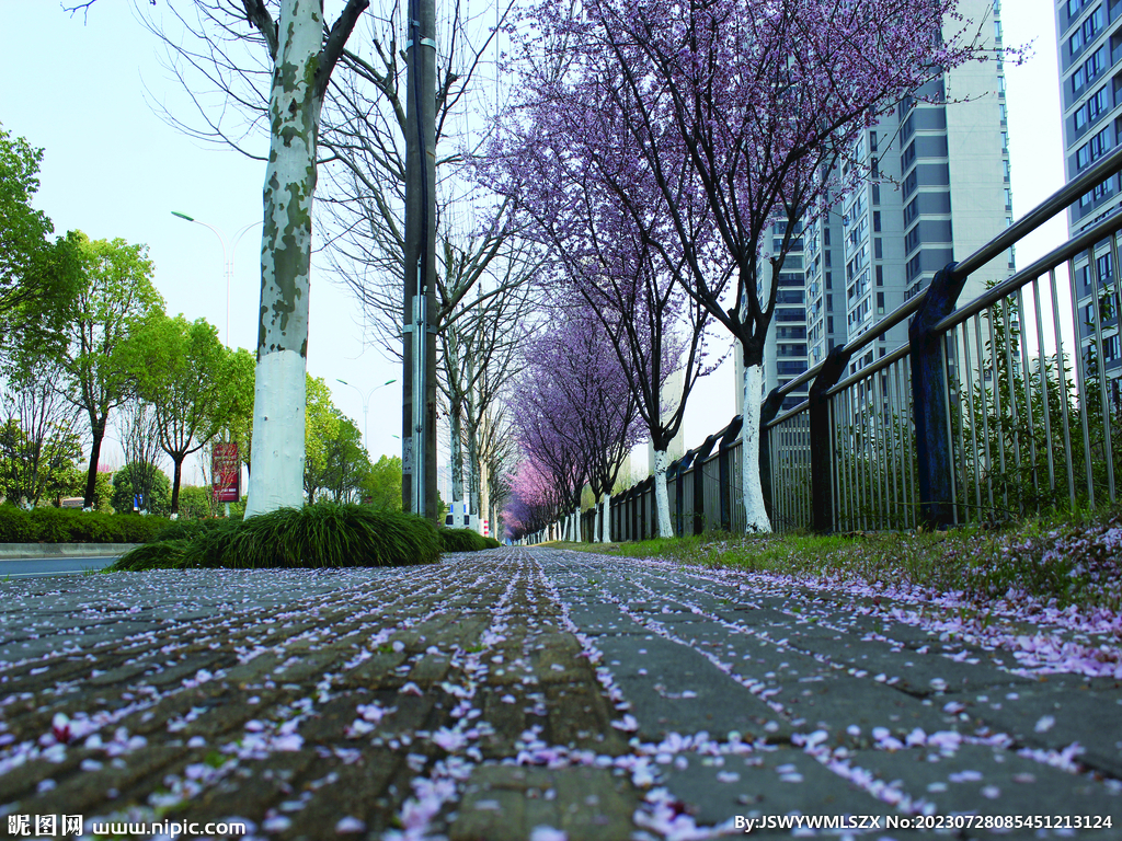 桃花   街道   