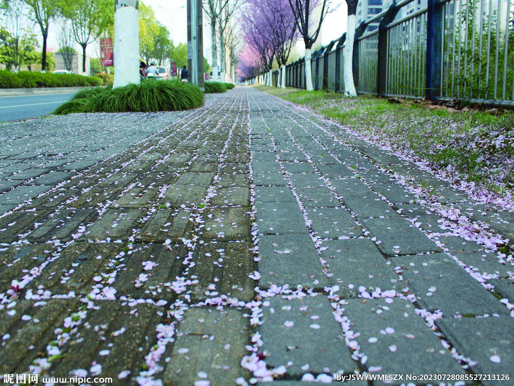 桃花   街道  