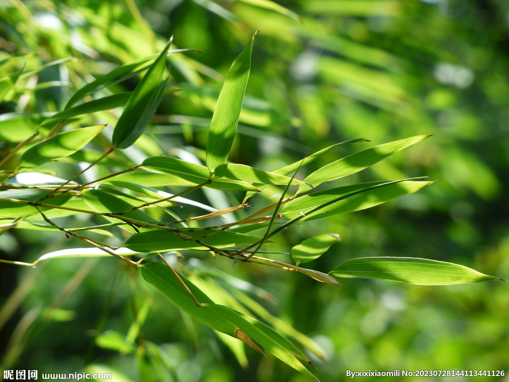 竹叶