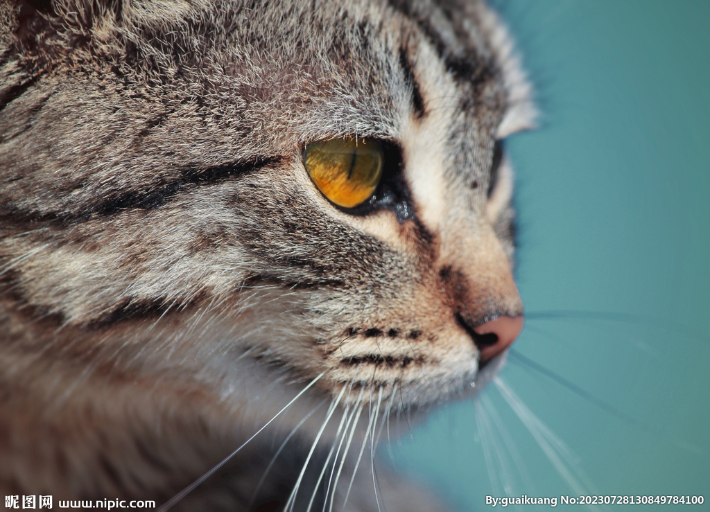 委屈的小猫特写