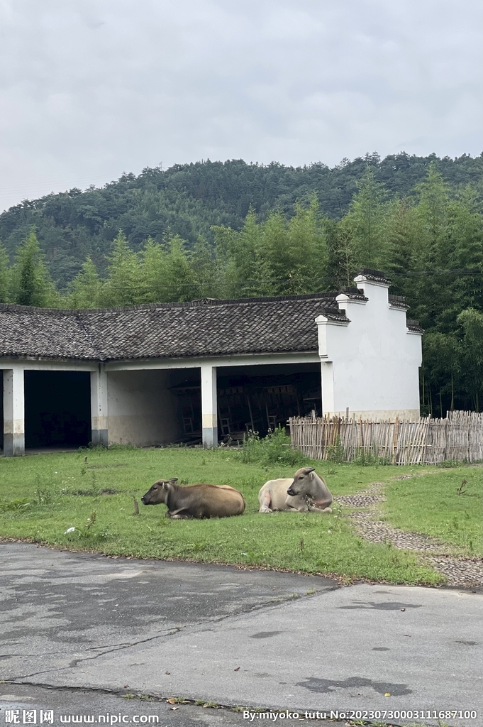 两头水牛