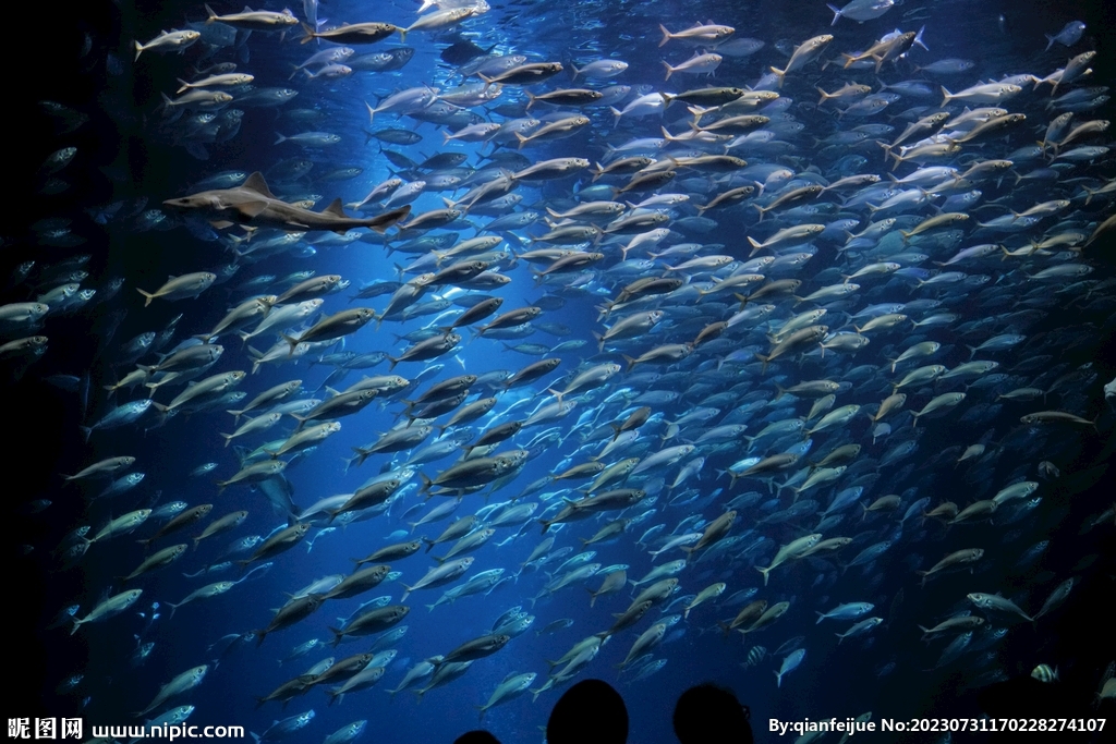深海鱼群