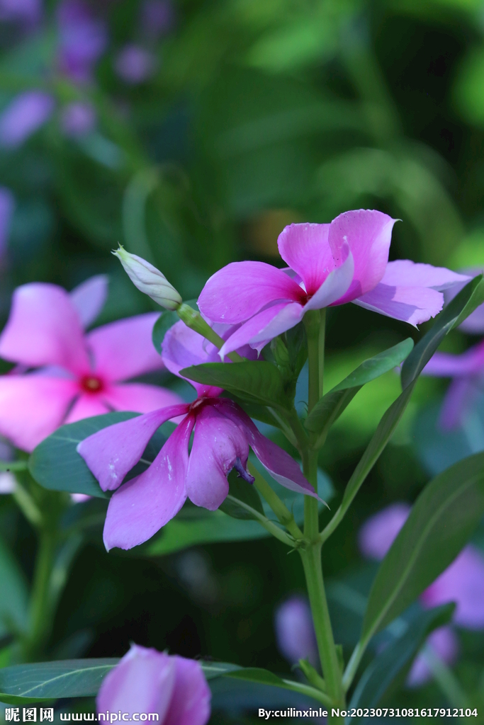 长春花 