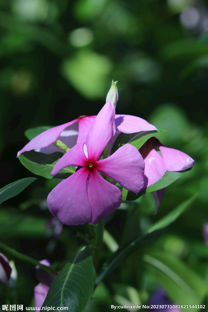 长春花 