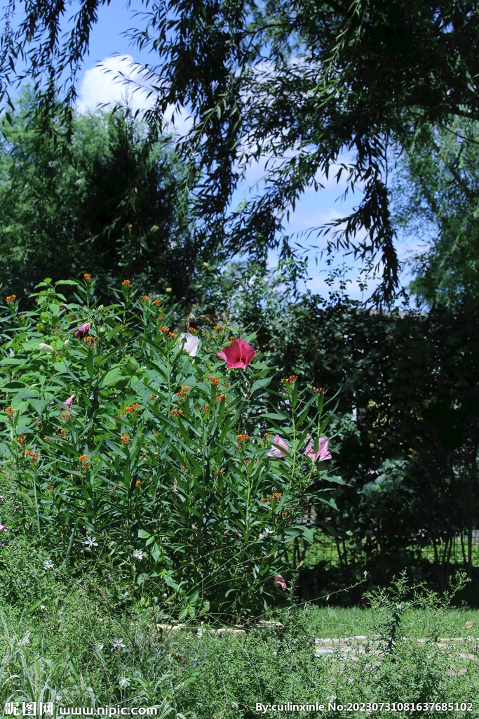 公园风景 