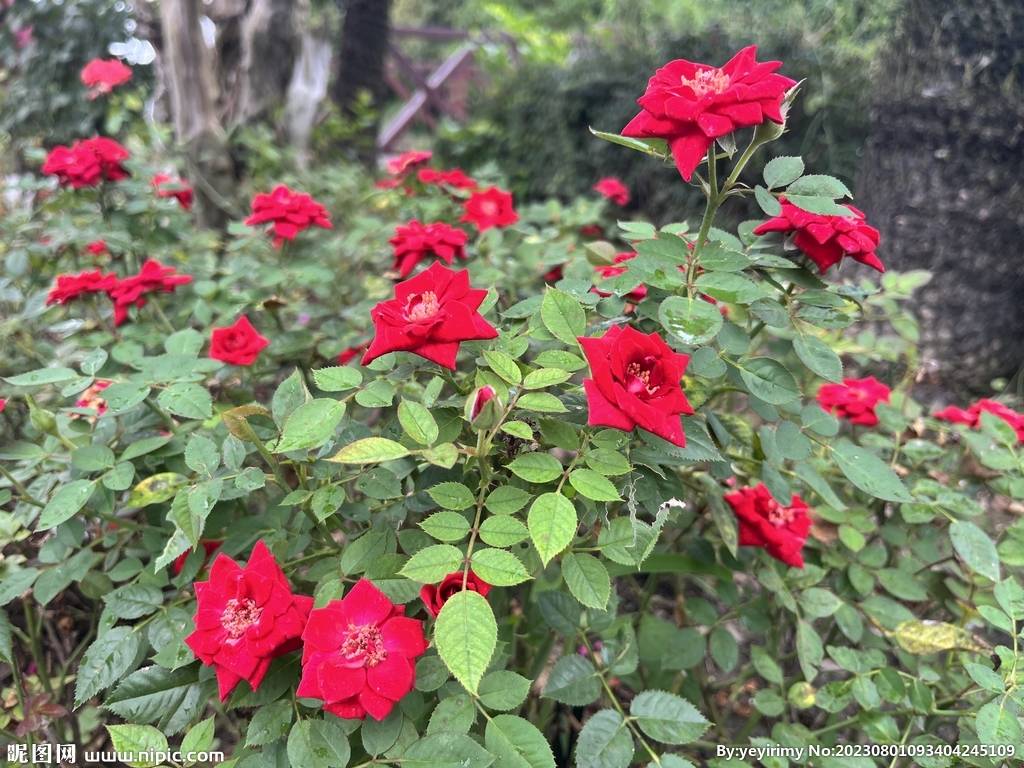 月季花
