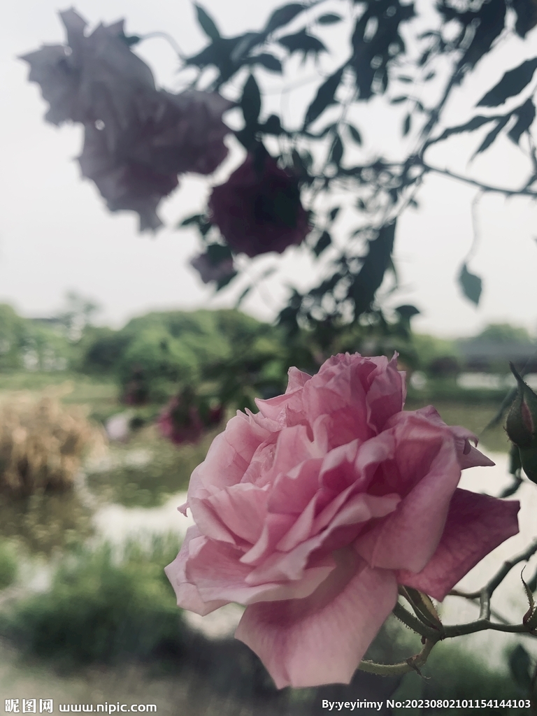 玫瑰