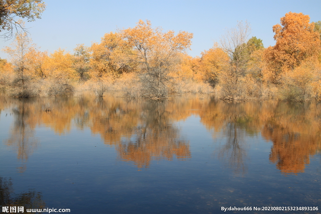 古树胡杨林图片