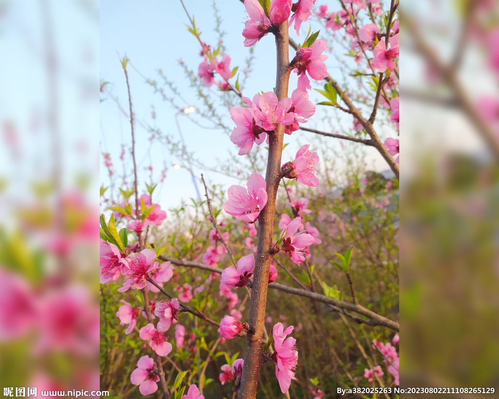 桃花  春天 