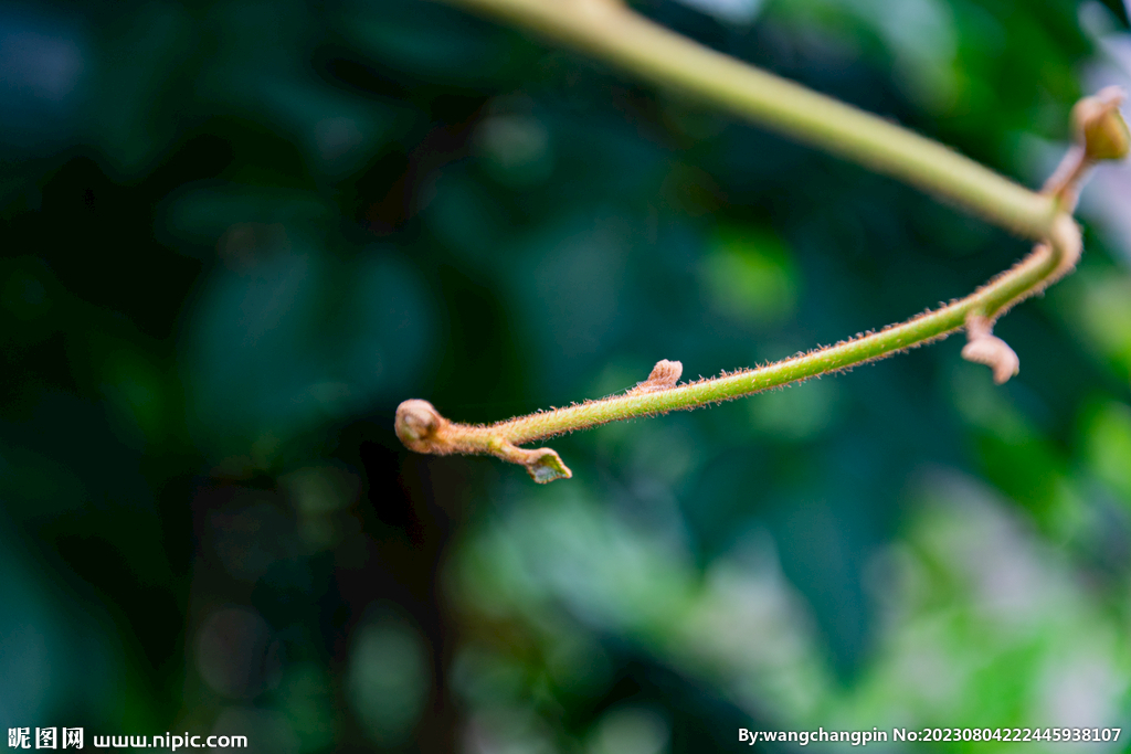 猕猴桃嫩芽