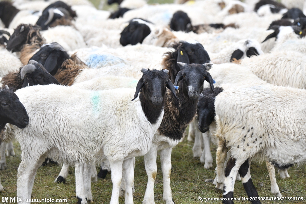 巴音布鲁克黑头羊