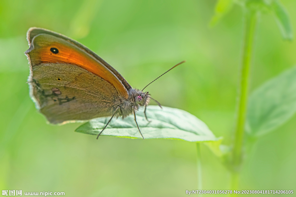 蝴蝶 