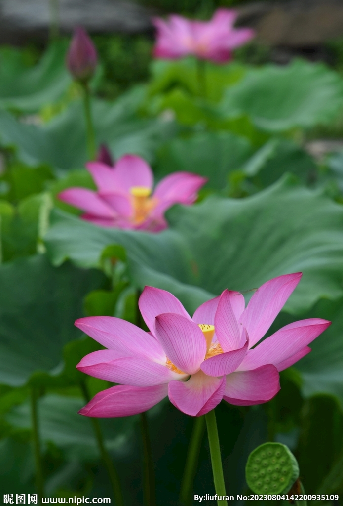荷花