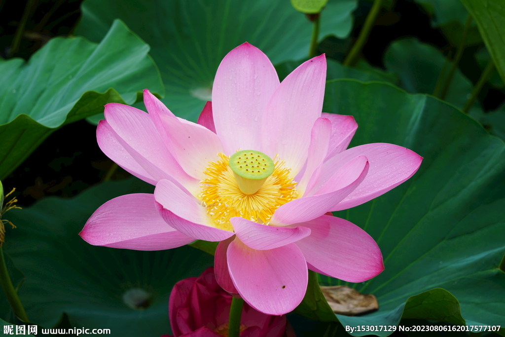 盛开的荷花花朵