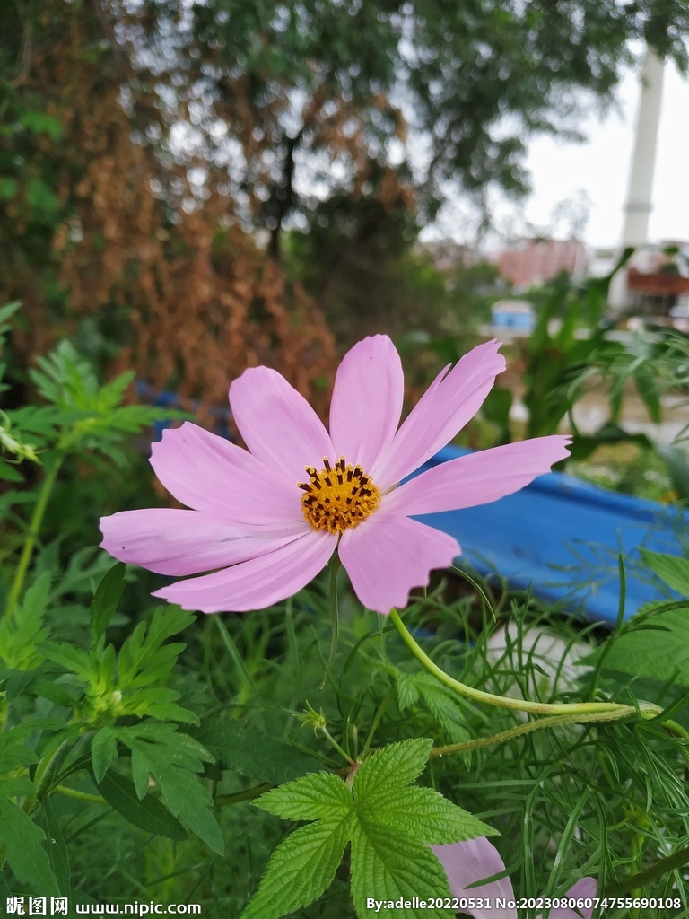 波斯菊花