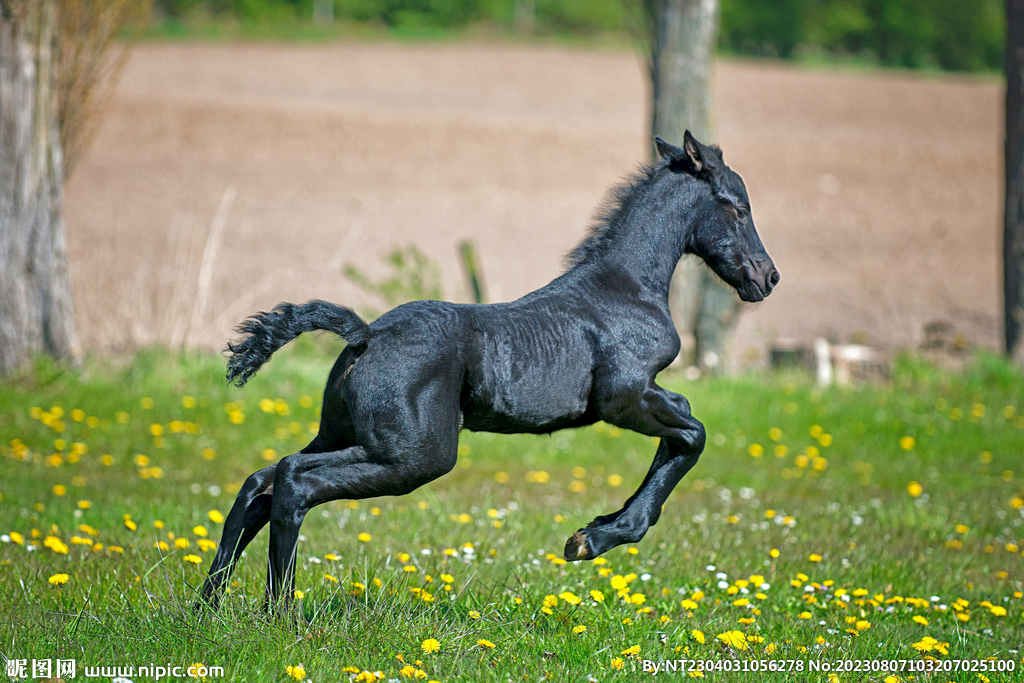 小马驹