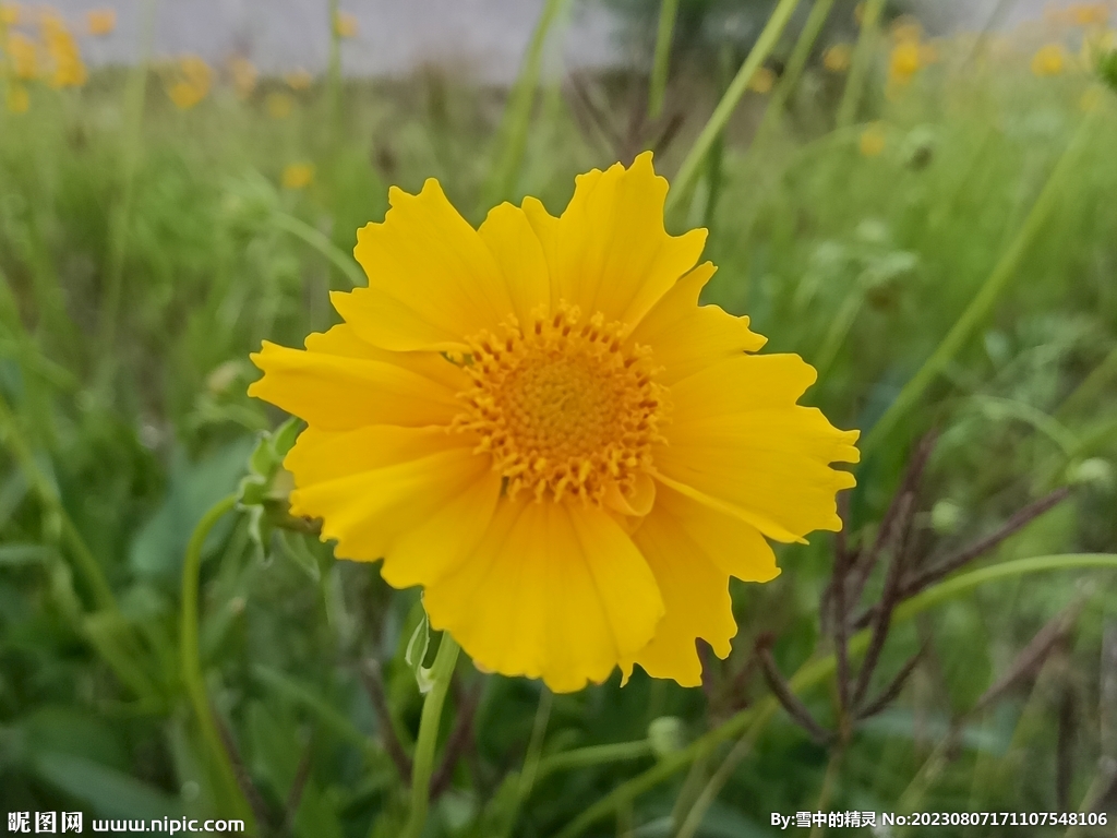 金鸡菊