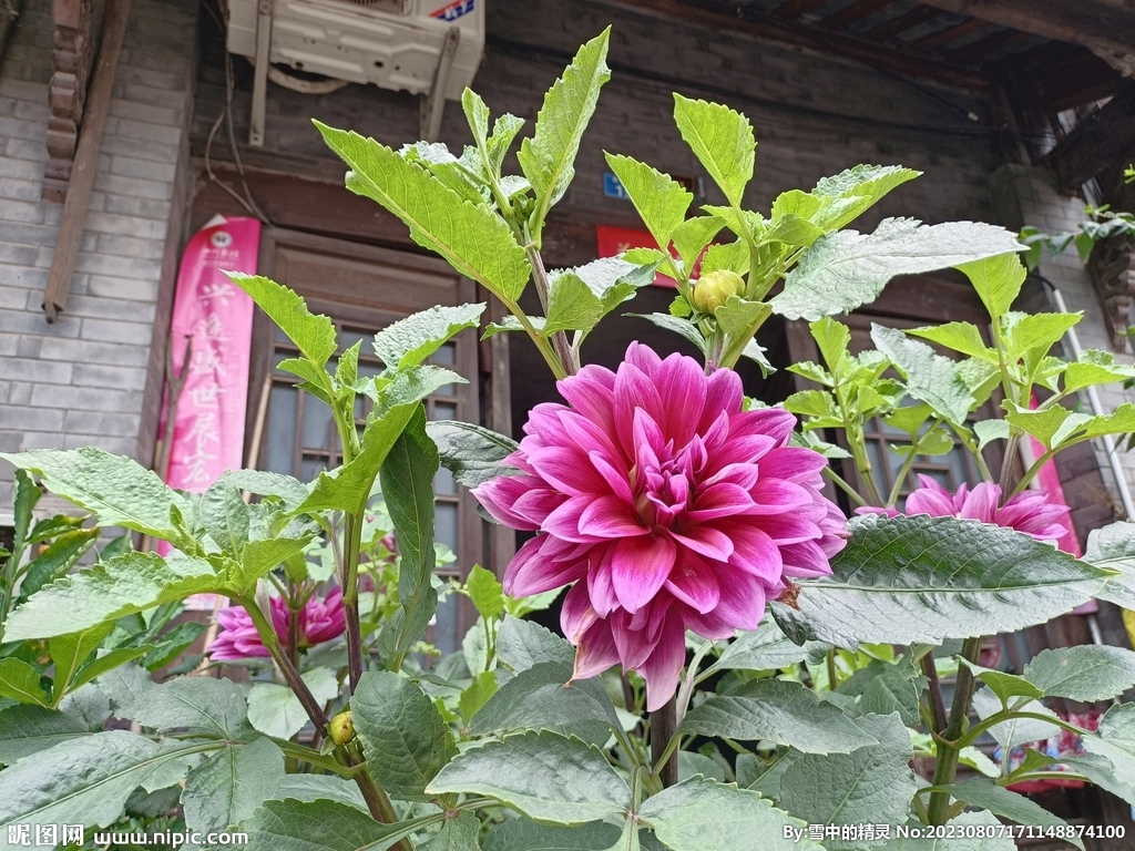 大丽花