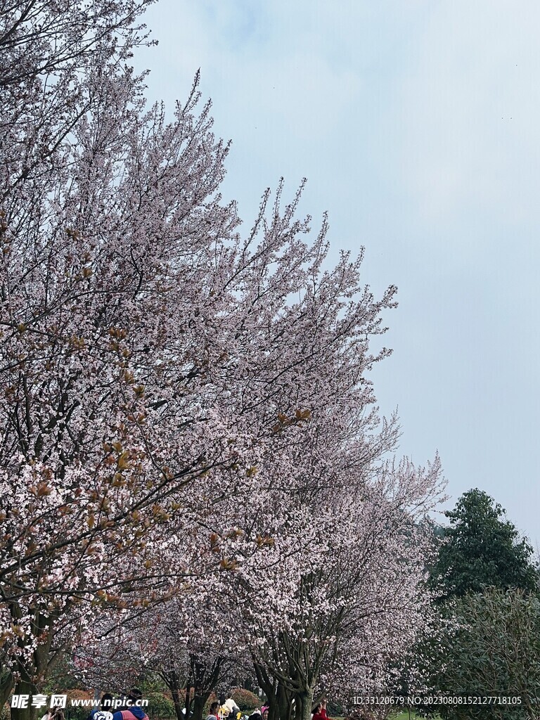樱花