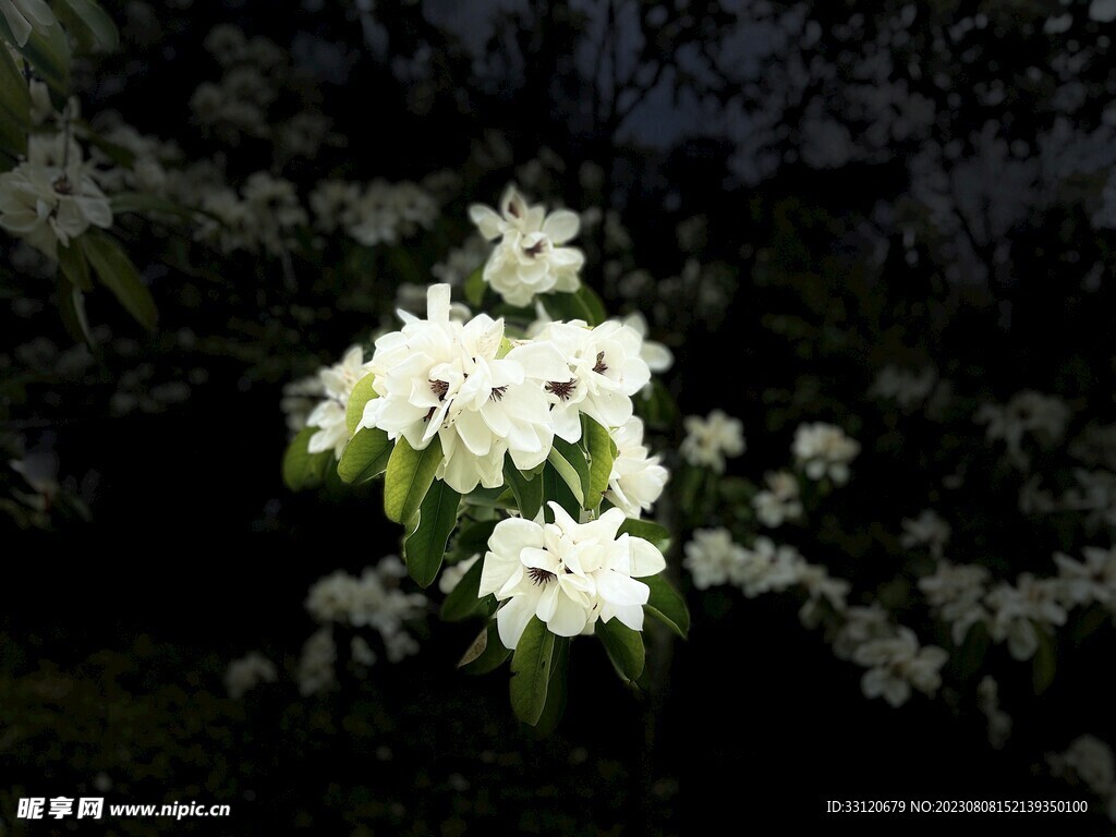 白色花