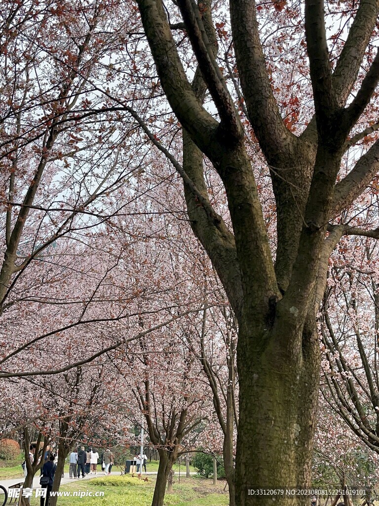 樱花