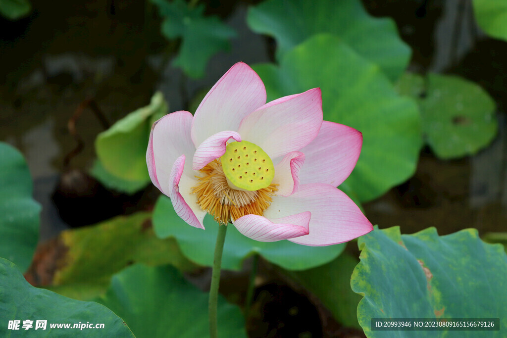 荷花