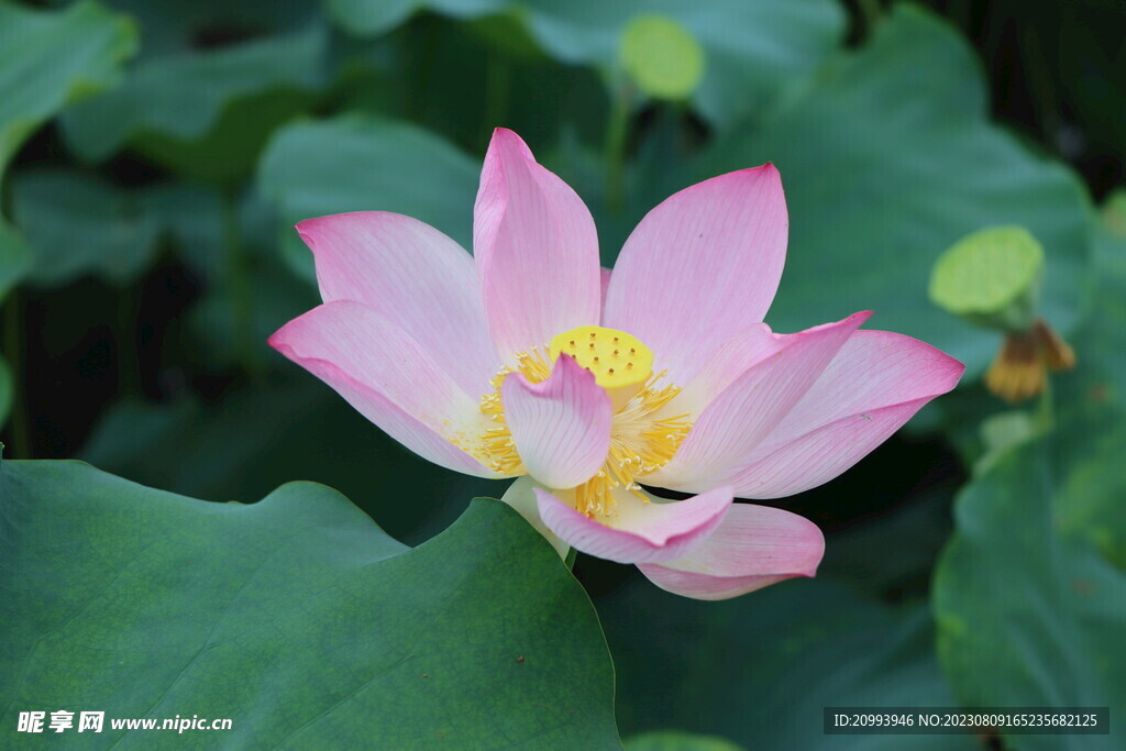 荷花