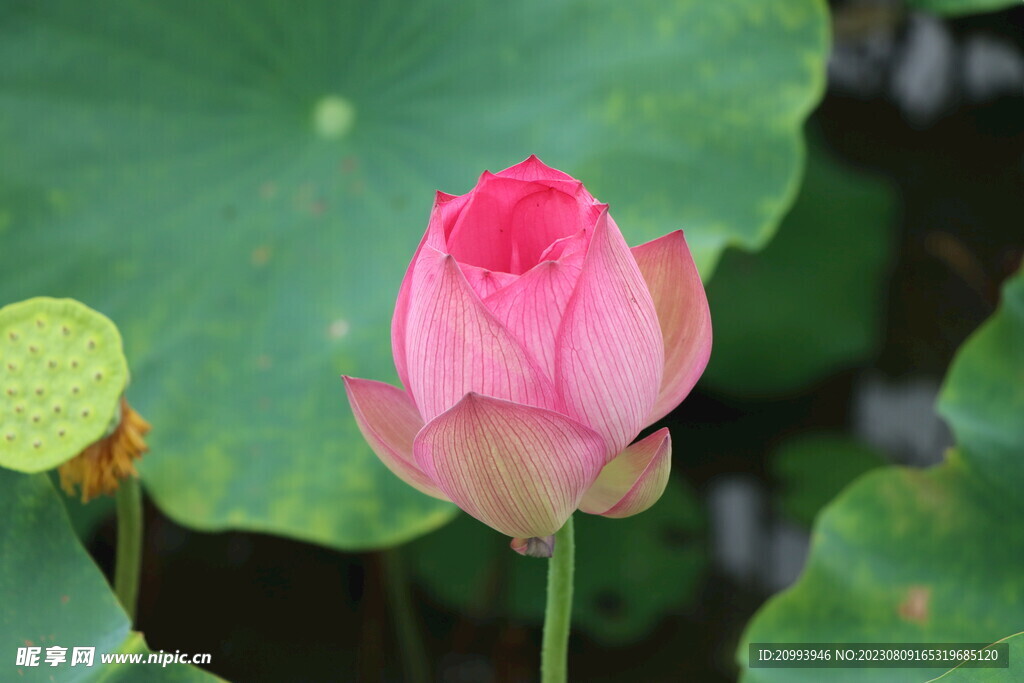 荷花