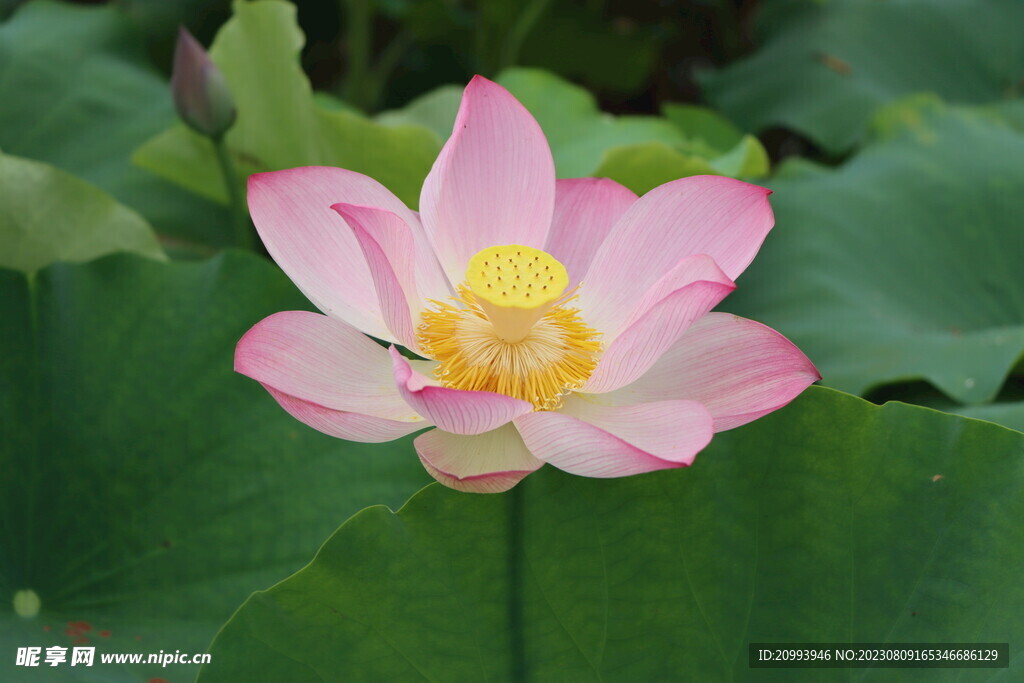 荷花