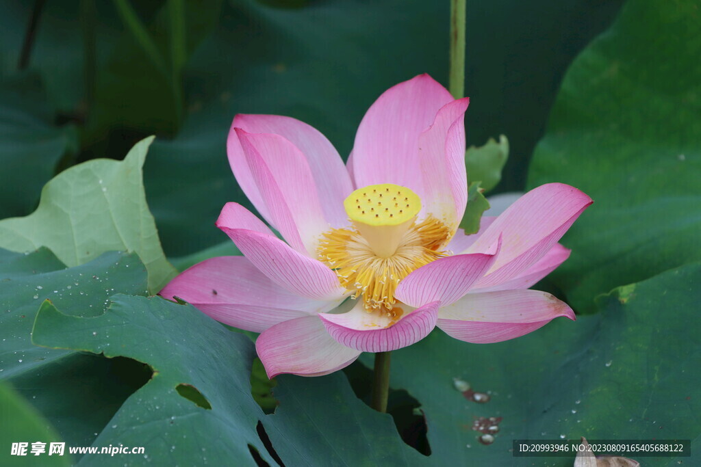 荷花