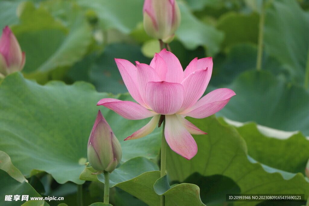荷花
