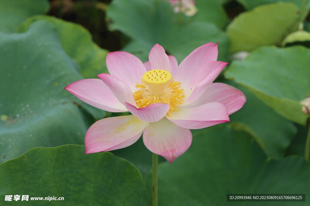荷花