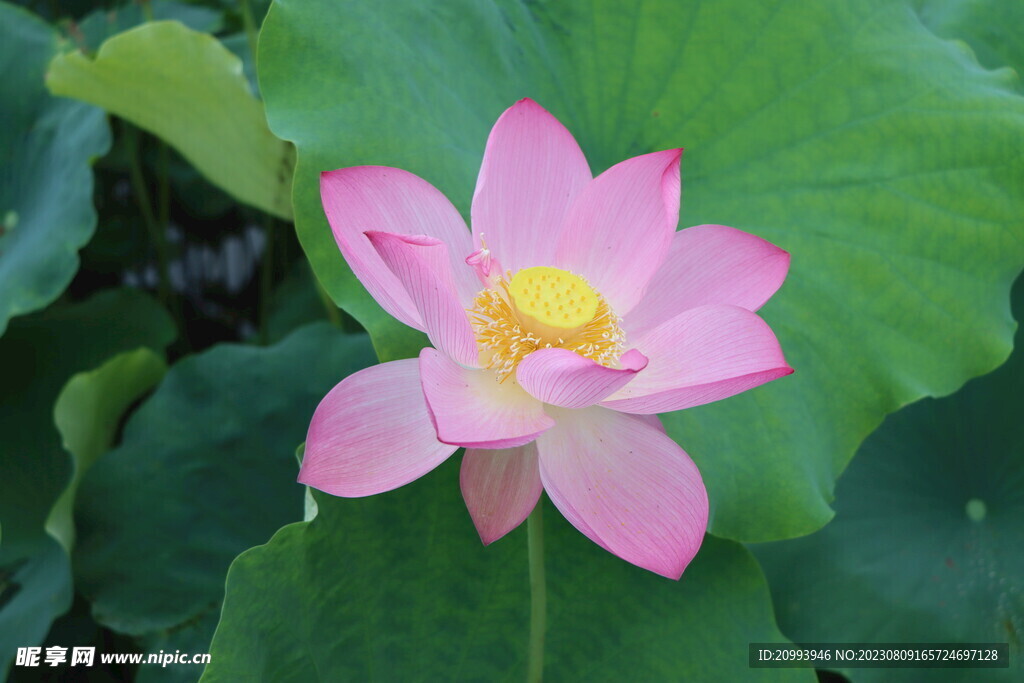 荷花